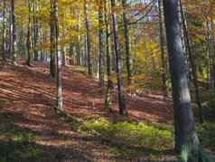 色彩斑斓的秋天落叶山毛榉树森林地面覆盖