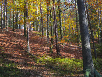 色彩斑斓的秋天落叶山毛<strong>榉树</strong>森林地面覆盖