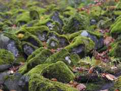 关闭玄武岩石头覆盖绿色莫斯下降叶子博客