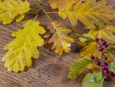 湿秋天黄色的橡木树叶子关闭红色的罗文浆果