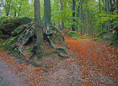 神秘的秋天多雾的色彩斑斓的森林扭曲的根