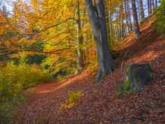 色彩斑斓的秋天落叶山毛榉树云杉树森林组织