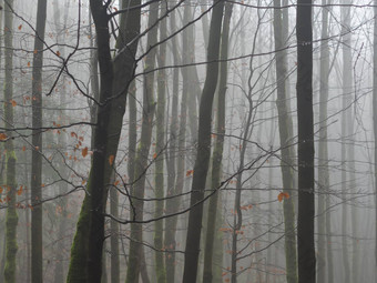 有雾的11月神秘的山毛榉树森林雨下降只
