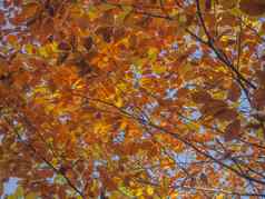 色彩斑斓的橙色山毛榉树分支机构自然秋天叶子后台