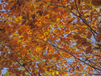 色彩斑斓的橙色山毛<strong>榉树</strong>分支机构自然秋天叶子后台