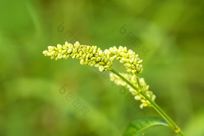 荞麦花绿色背景