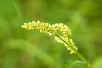 荞麦花绿色背景