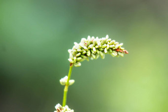 荞麦花