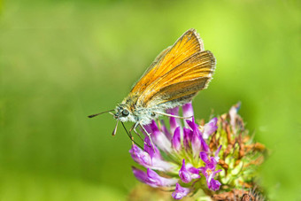 小队长丁香花