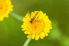 食蚜蝇米拉瑟罗巴规范黄色的花