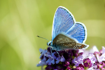 常见的蓝色的polyommatus伊卡洛斯牛至花