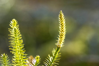 huperzia冷杉莫斯药用植物森林补救措施