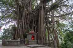 榕树遗产树神社越南年