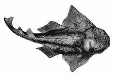 刻古董鱼插图图像常见的安康鱼