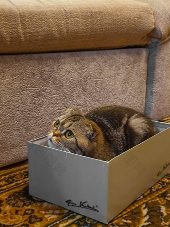 可爱的猫内部鞋盒子