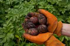 农民橙色手套收成土豆集合新鲜的生土豆特写镜头