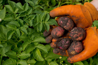 农民橙色手套<strong>收成</strong>土豆集合新鲜的生土豆特写镜头