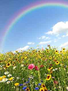 草地很多花彩虹
