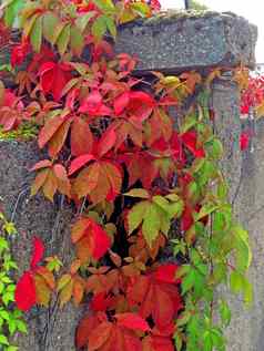 野生葡萄树叶子墙秋天的颜色
