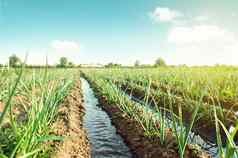 景观似乎洋葱种植园水流灌溉运河农业农业综合企业保护水资源减少污染有爱心的植物日益增长的食物