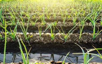 水流灌溉运河农场似乎洋葱种植园有爱心的植物日益增长的食物保护水资源减少污染农业农业综合企业