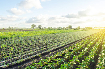 <strong>绿色</strong>似乎洋葱种植园agroindustry<strong>农业</strong>综合企业保护水资源减少污染有爱心的植物日益增长的食物<strong>农业农业</strong>综合企业美丽的农田