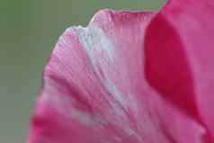 粉红色的夹竹桃花花瓣