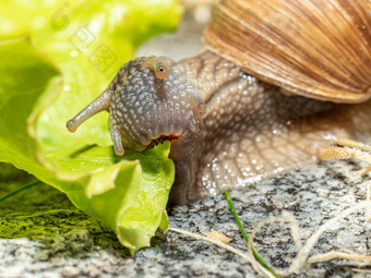 宏特写镜头勃艮第蜗牛吃生菜叶口完全开放下巴完美的可见蜗牛直接相机