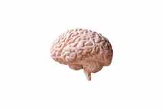 人类大脑解剖模型孤立的白色背景