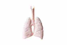 人类肺解剖模型白色背景