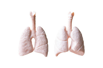 人类<strong>肺解剖</strong>模型白色背景