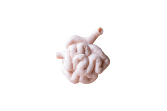 人类小肠解剖模型白色背景