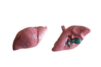 人类肝解剖模型白色背景