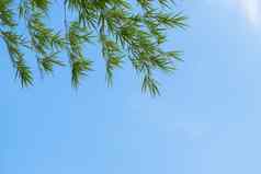 夏天背景竹子叶子蓝色的天空背景