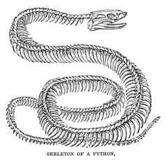 刻动物图像python蛇骨架