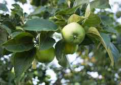 绿色苹果树果园清晰的水果分支苹果树上