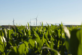 风涡轮机玉米字段阿拉贡西班牙