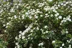 的胡特斯Spiraea