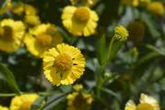 常见的sneezeweed