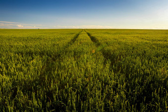 农业场年轻的绿色黑麦清晰的阳光明媚的晚上清晰的蓝色的天空路径