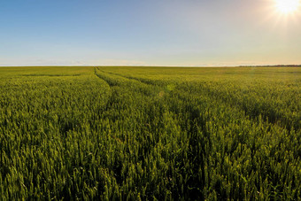 农业场年轻的绿色黑麦<strong>清晰</strong>的阳光明媚的晚上<strong>清晰</strong>的蓝色的天空路径