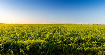 农业场年轻的绿色玉米<strong>清晰</strong>的阳光明媚的晚上<strong>清晰</strong>的蓝色的天空