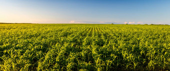 全景农业场年轻的绿色玉米清晰的阳光明媚的晚上清晰的蓝色的天空