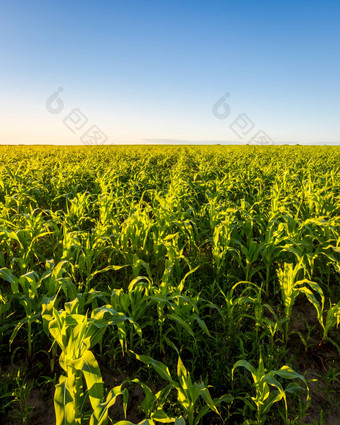 农业场年轻的绿色玉米清晰的阳光明媚的晚上清晰的蓝色的天空