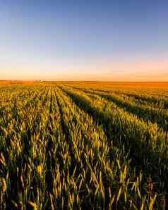 日落日出农业场耳朵年轻的绿色黑麦路径阳光明媚的一天射线太阳推云