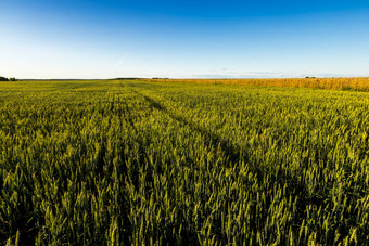 农业场年轻的绿色黑麦<strong>清晰</strong>的阳光明媚的晚上<strong>清晰</strong>的蓝色的天空
