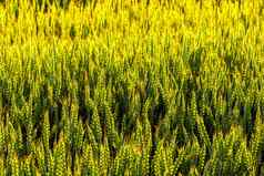 绿色耳朵年轻的黑麦基斯晚上射线太阳概念农业培养谷物