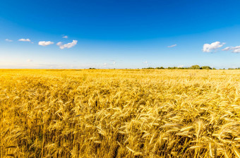 农业场金黑麦清晰的阳光明媚的晚上清晰的蓝色的天空