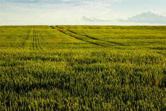 农业场年轻的绿色黑麦清晰的阳光明媚的晚上清晰的蓝色的天空路径