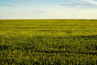农业场年轻的绿色黑麦清晰的阳光明媚的晚上清晰的蓝色的天空